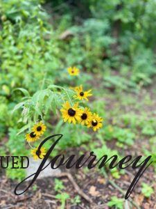 wildflowers in the woods