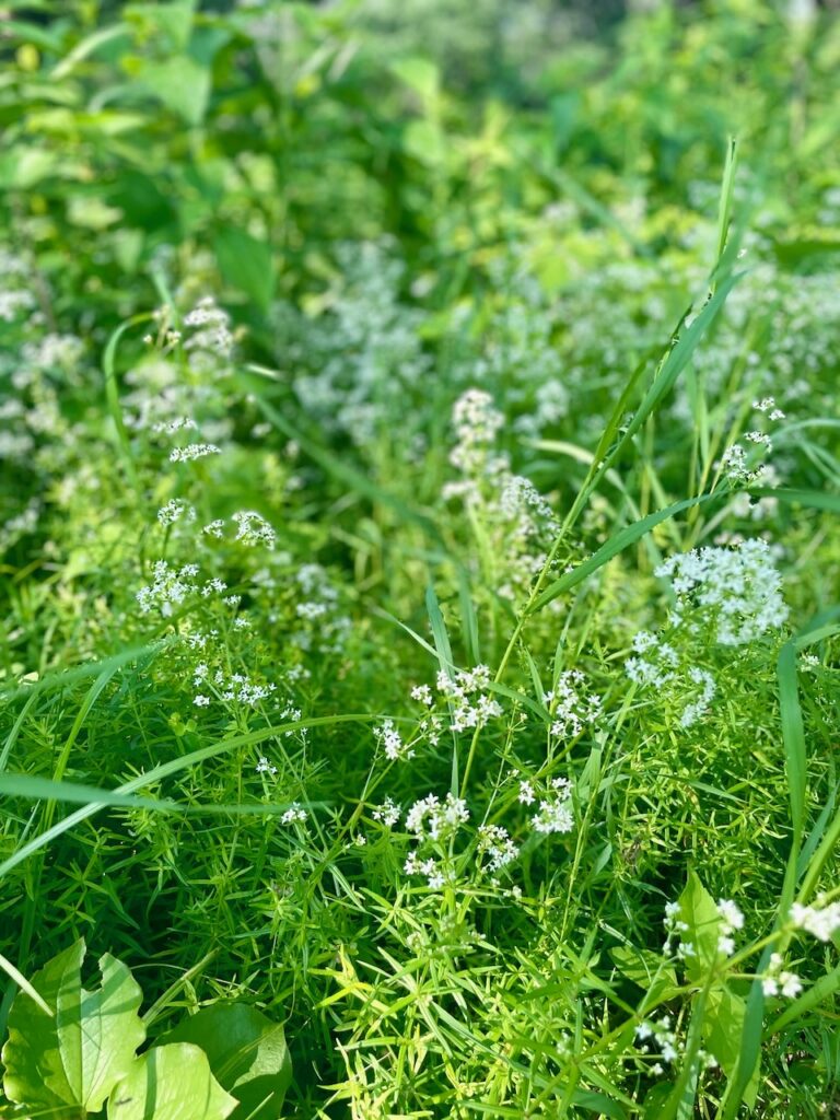 wildflowers journey jots #85