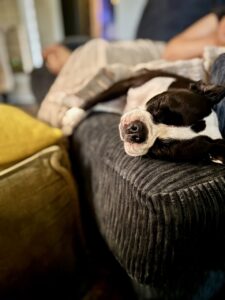 Tilly sleeping on the couch