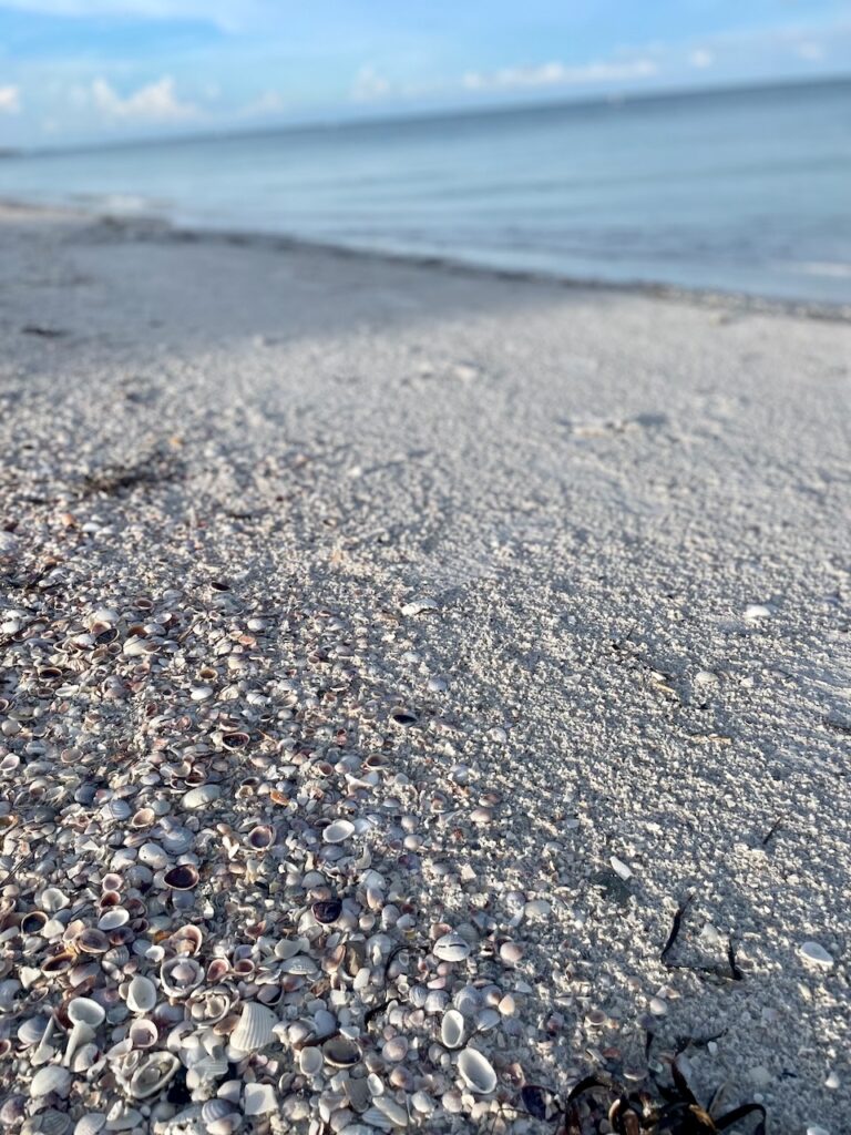 journey jots #90 shells in Florida