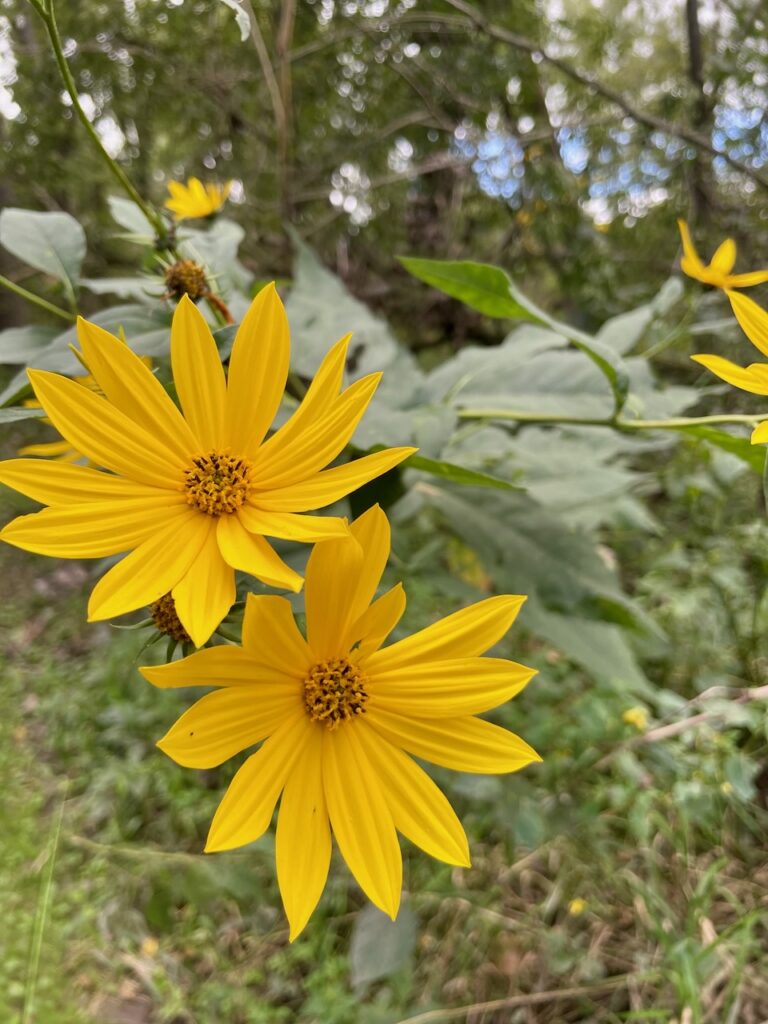Journey Jots #91 yellow wildflowers