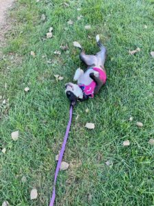 Tilly tumbling on a walk slow living