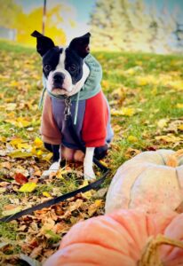Tilly birthday photo with pumpkins