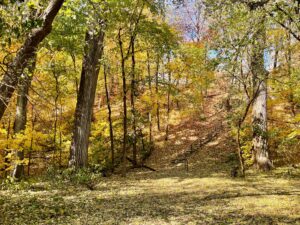 fall woods in Minnesota finding peace through mindful living