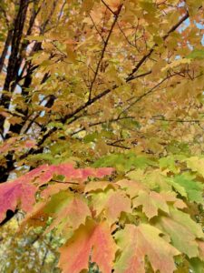 maple tree in fall in Minnesota