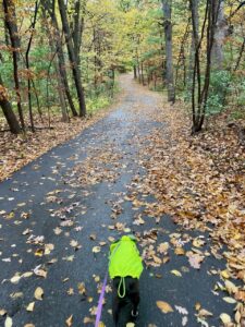 walking in the woods in fall
