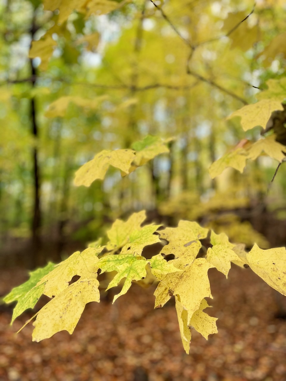 yellow leaves in Minnesota