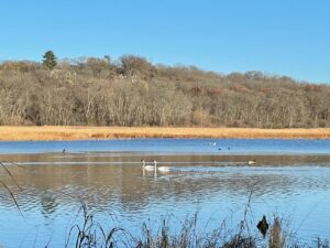 swans in the river valley
