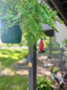 hanging fern on a small patio space