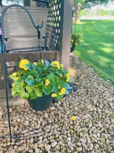 hanging yellow Begonias for small shaded patio flowers