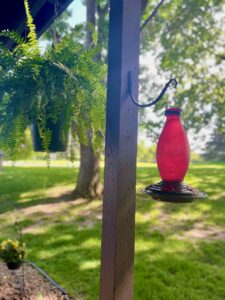 hummingbird feeder and ferns on small patio