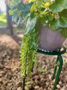 Begonia on a dollar tree plant stand for small patio plants